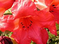 Rhododendron Hybride Elisabeth (fam. Ericacees) (Aberconway 1933) (03) (Photo F. Mrugala)